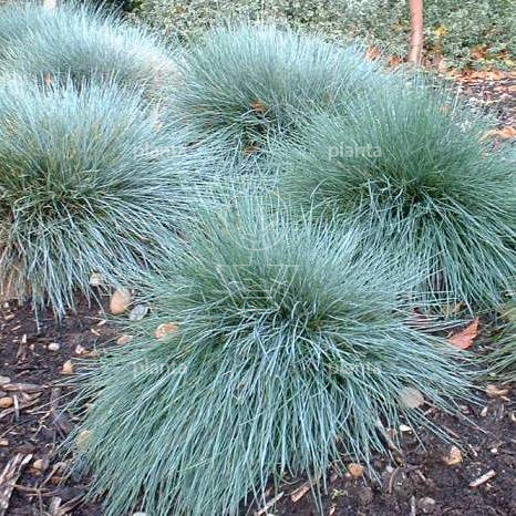 Festuca glauca