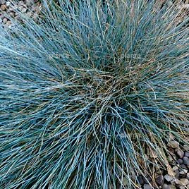 Festuca glauca 'Blaufuchs'