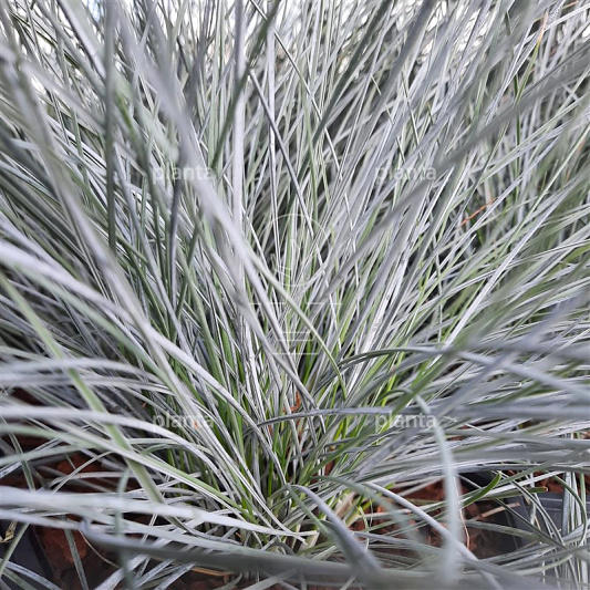 Festuca glauca 'Elijah Blue'