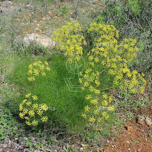 Foeniculum vulgare