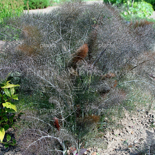 Foeniculum vulgare 'Purpureum'
