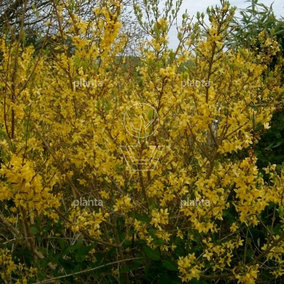 Forsythia int. 'Lynwood'