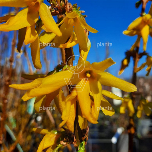 Forsythia int. 'Lynwood'