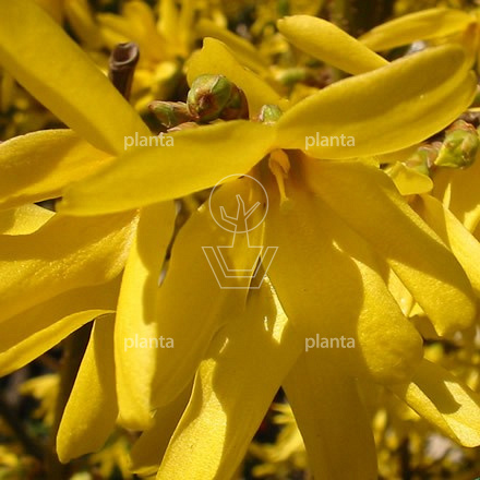 Forsythia intermedia 'Spectabilis'