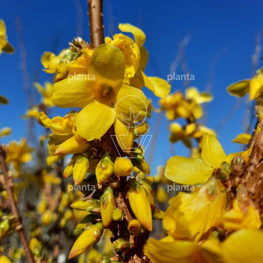 Forsythia intermedia 'Week-End'