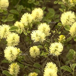 Fothergilla major