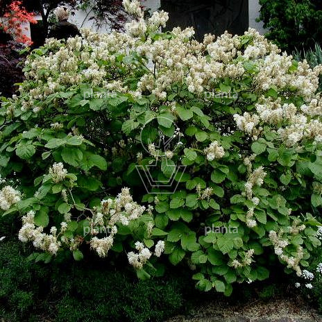 Fothergilla major