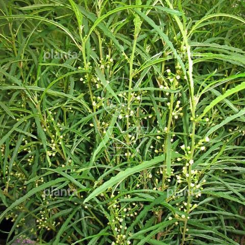 Frangula alnus 'Fine Line'