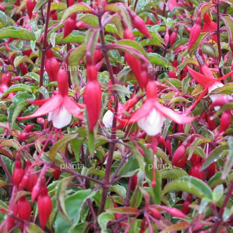 Fuchsia 'Madame Cornelissen'