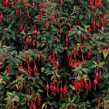 Fuchsia magellanica 'Riccartonii'