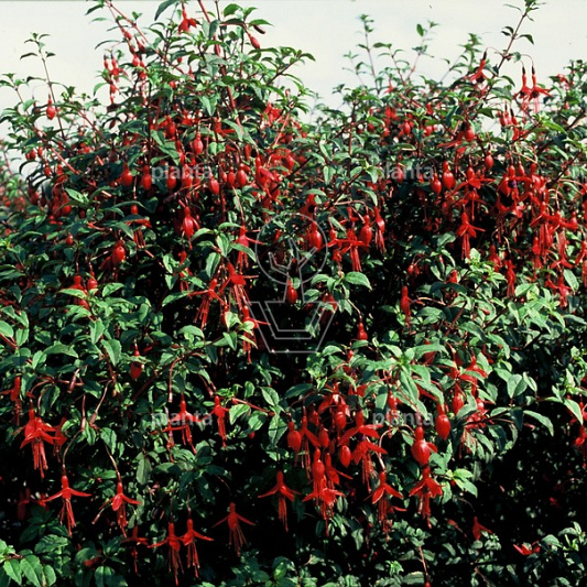 Fuchsia magellanica 'Riccartonii'