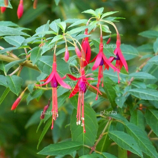 Fuchsia magellanica gracilis