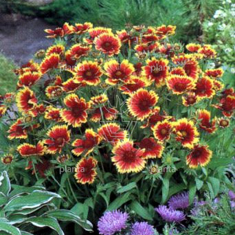Gaillardia 'Kobold'