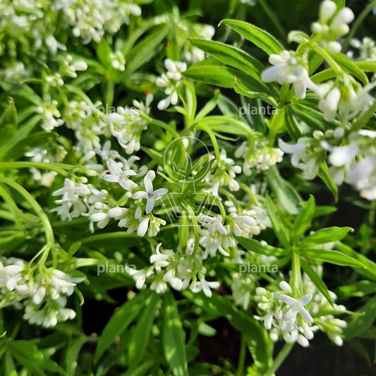 Galium odoratum