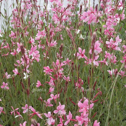 Gaura lindheimeri 'Siskiyou Pink'