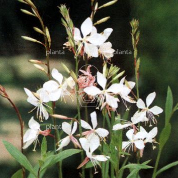 Gaura lindheimeri 'Whirling Butterflies'