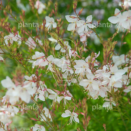 Gaura lindheimeri 'Whirling Butterflies'