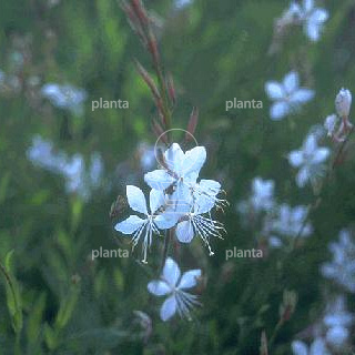 Gaura lindheimeri