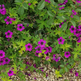 Geranium 'Ann Folkard'