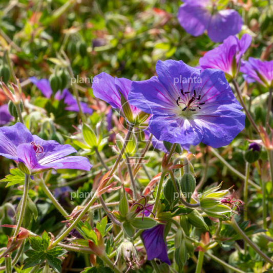 Geranium 'Azure Rush'