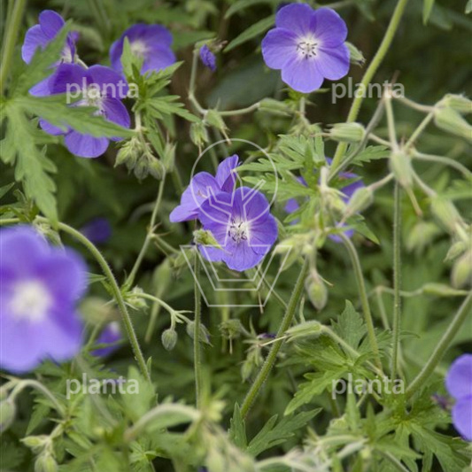 Geranium 'Brookside'