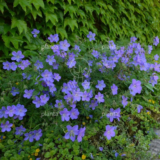 Geranium 'Johnson's Blue'