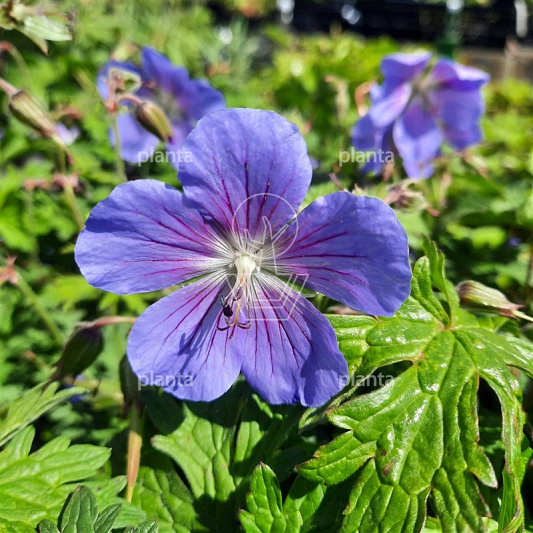 Geranium 'Johnson's Blue'