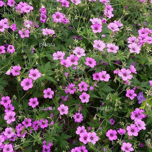 Geranium 'Patricia'