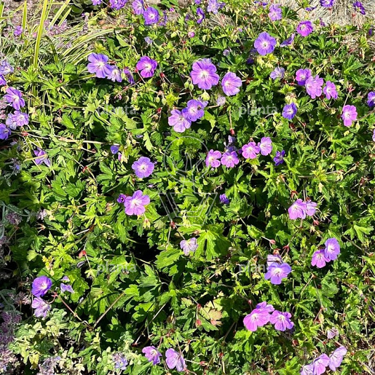 Geranium 'Rozanne'