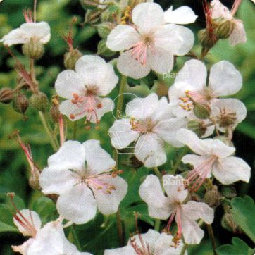 Geranium cantabrigiense 'Biokovo'