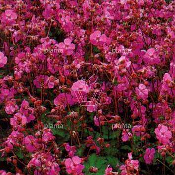 Geranium cantabrigiense 'Cambridge'