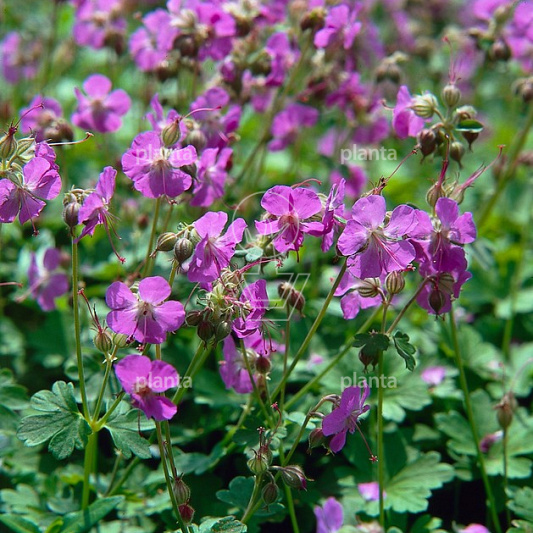 Geranium cantabrigiense 'Karmina'