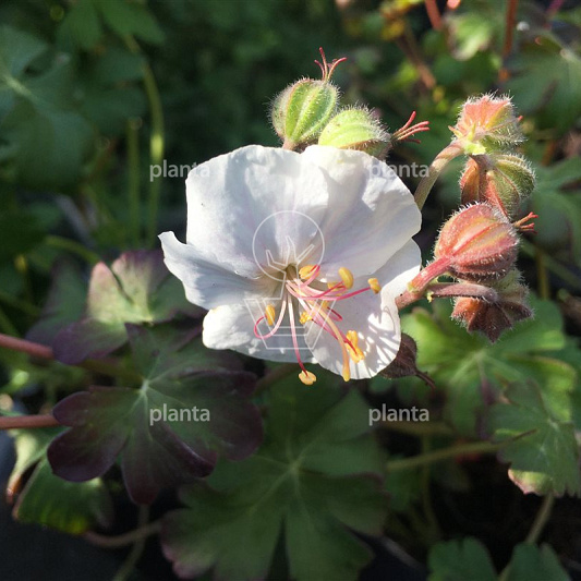 Geranium cantabrigiense 'St Ola'