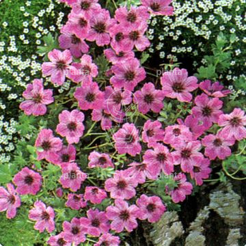Geranium cinereum 'Ballerina'