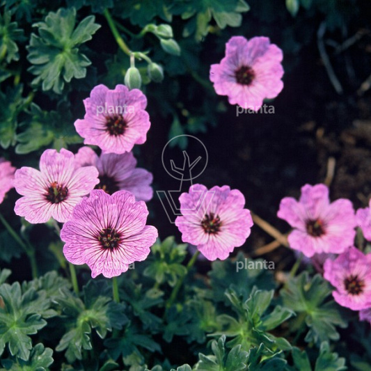 Geranium cinereum 'Ballerina'