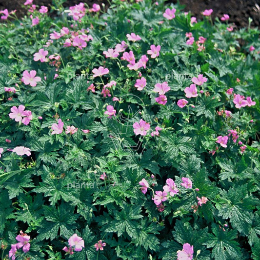 Geranium endressii
