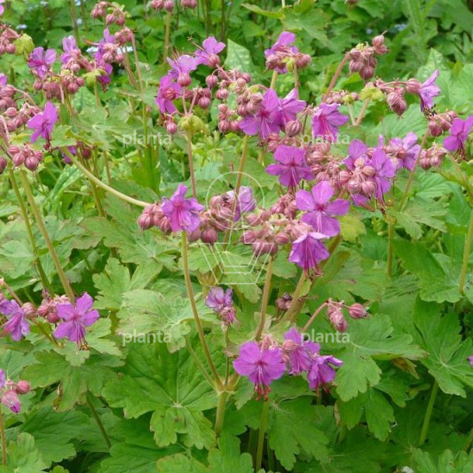 Geranium macrorrhizum 'Czakor'