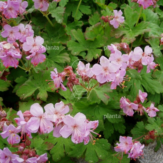 Geranium macrorrhizum 'Ingwersen's Variety'