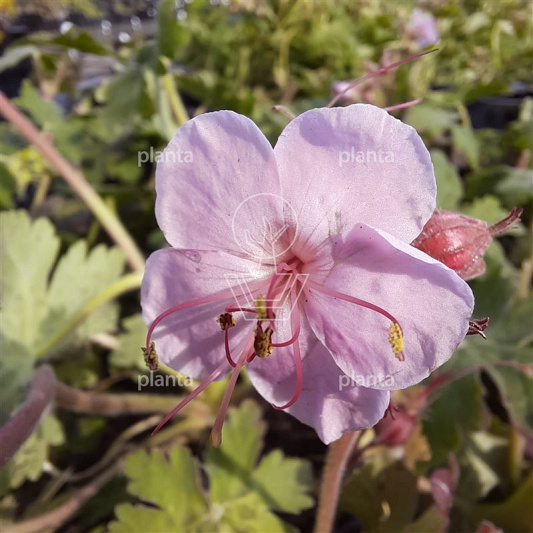 Geranium macrorrhizum 'Ingwersen's Variety'