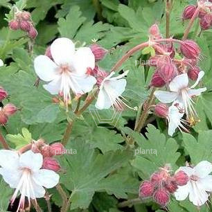 Geranium macrorrhizum 'Spessart'