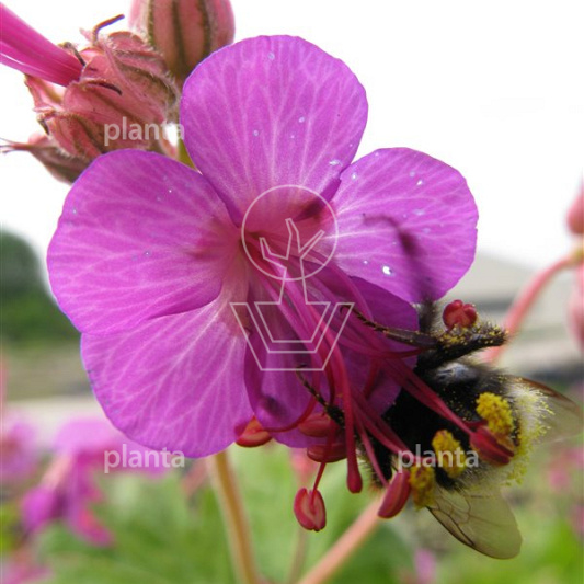 Geranium macrorrhizum