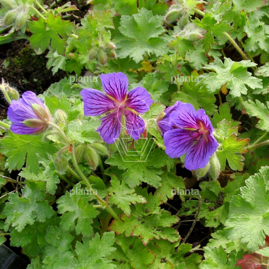 Geranium magnificum