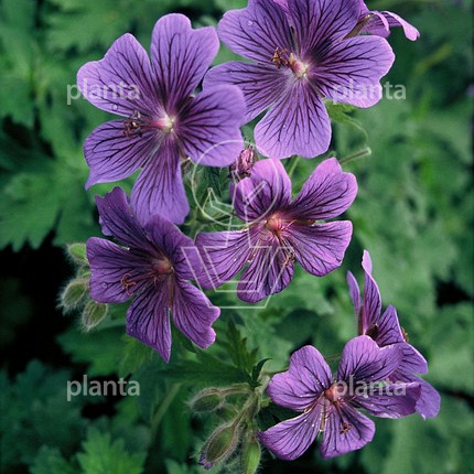 Geranium magnificum