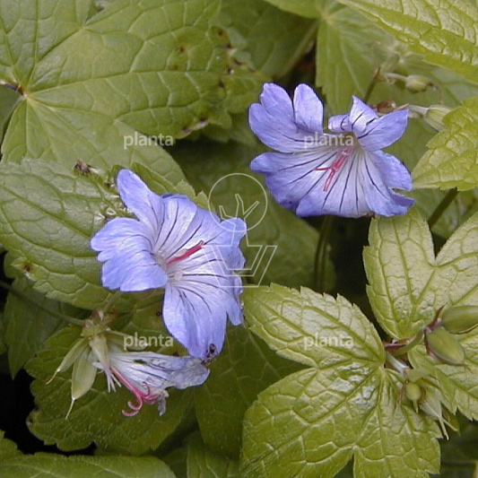 Geranium nodosum