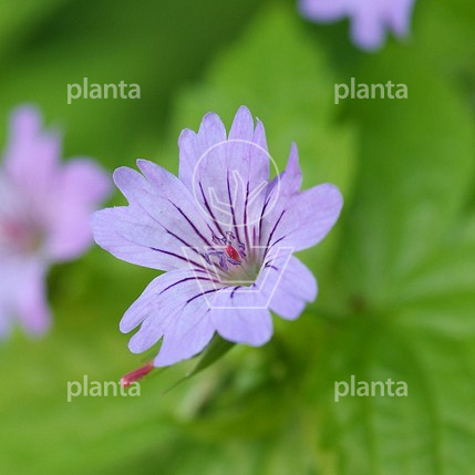 Geranium nodosum