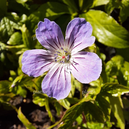 Geranium nodosum
