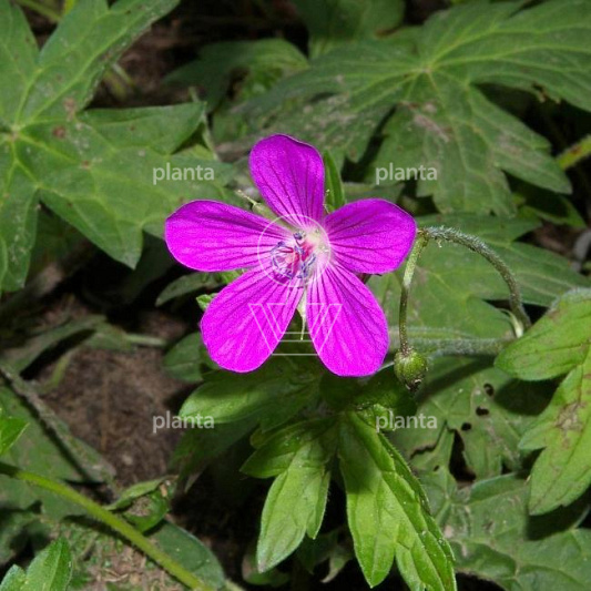 Geranium palustre
