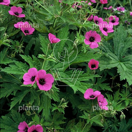 Geranium psilostemon