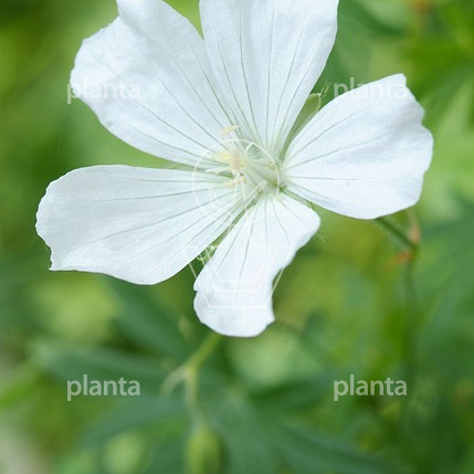 Geranium sanguineum 'Album'
