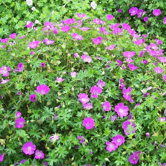 Geranium sanguineum 'Max Frei'